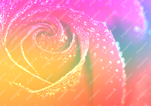 Multicolour Rose Background PNG png