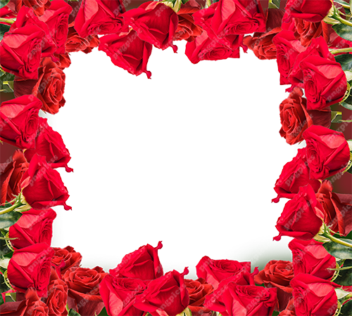 Rose Day Background PNG png