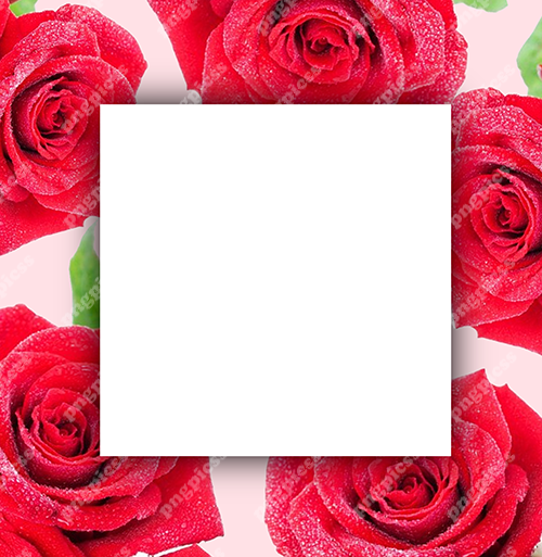 Rose Day Background PNG png