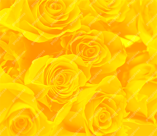 Background Yellow Rose PNG png